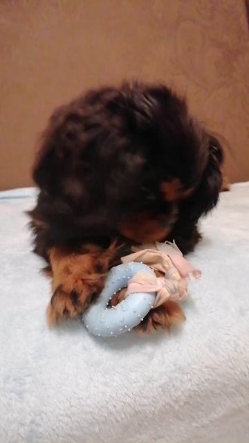 #барти #собаки #питомцы #dog #pets смотреть онлайн