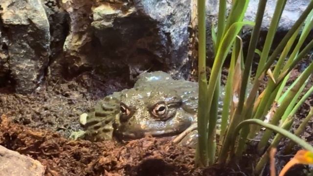 А Вы видели такую африканскую лягушку ? #дубай #сафарипарк