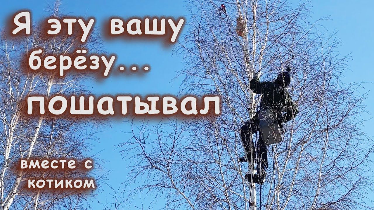 Барон… и очень неприятная берёза