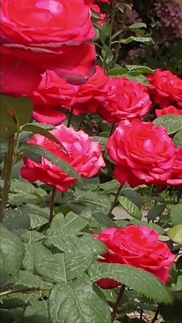 Среди зимы приходит праздник роз (сегодня)! Какое чудо!