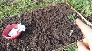 Сажаю тюльпаны на сетку, в сентябре