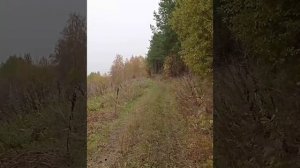 Золотая осень.