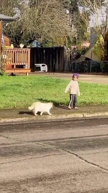 Смешные коты #108-5