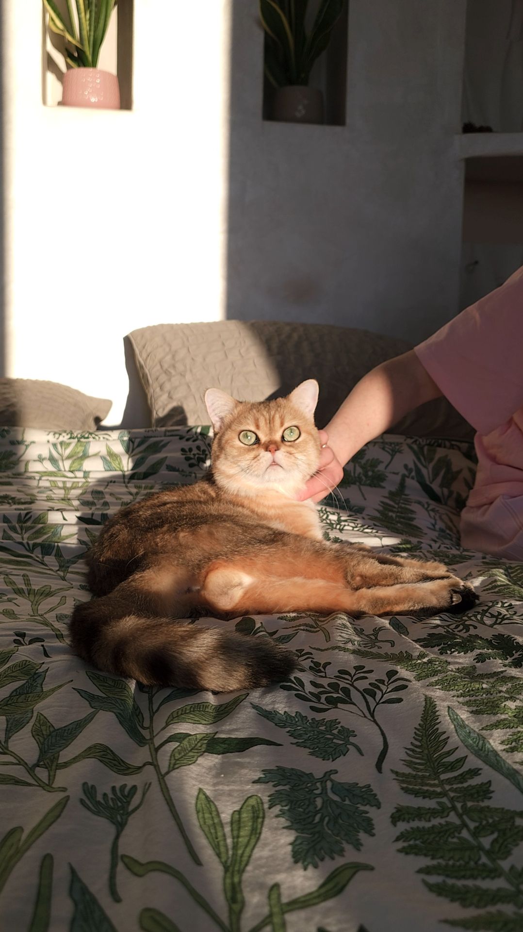 Обязательно ли кастрировать кота?! 