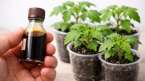 Рассада толстеет на глазах! От вытягивания рассады и для повышения урожайности делай так с рассадой