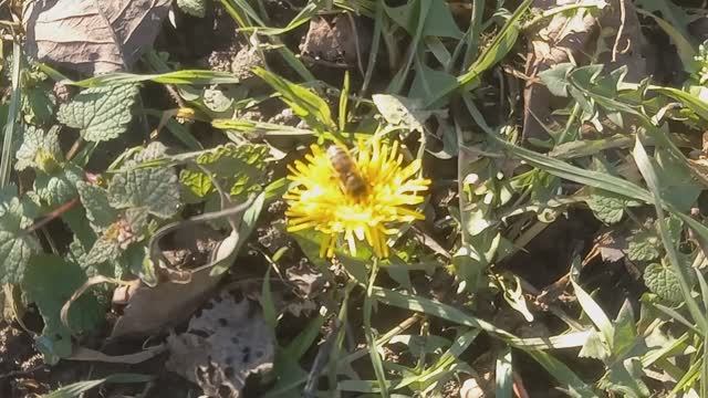 Погодка +15. Заказали матрицу под вощину. Распаковка