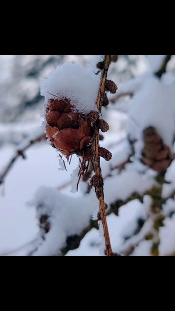 Утренняя прогулка в лесу с шишками ( 7 февраля)