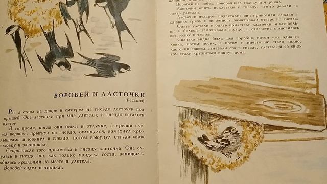 Сказка на ночь » Воробей и ласточки»