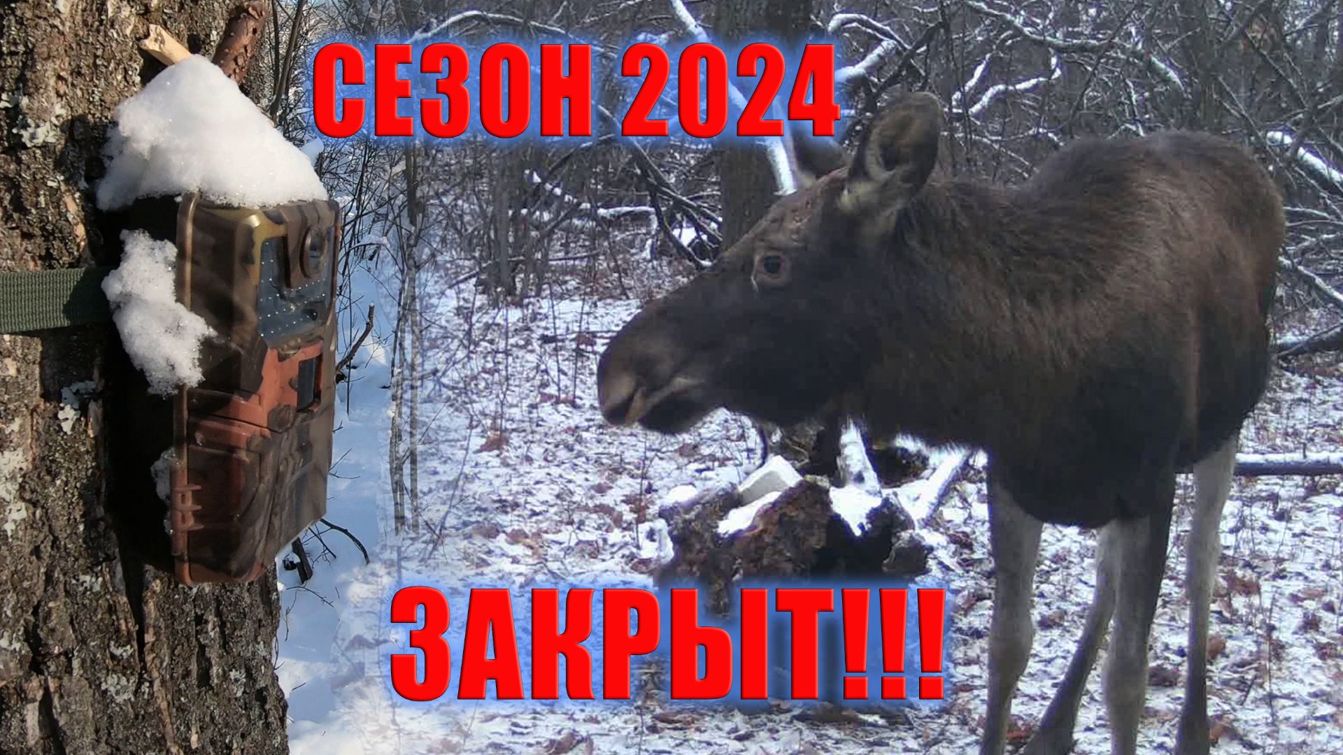 ПРОВЕРКА ФОТОЛОВУШЕК, завершение СЕЗОНА / ФОТОЛОВУШКА В ЛЕСУ