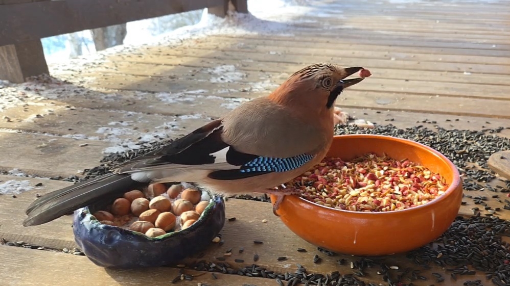 Запись стрима Птиченькино кафе, часть 1. Видео для котиков: синицы, сойки, снегири, зеленушки смотреть онлайн