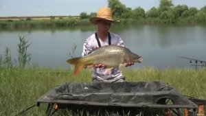 БЕЛЫЙ АМУР НА ФЛЭТ-ФИДЕР, поклёвки рыбы, хороший улов по сазану, карпу, рыбалка