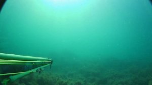 Подводная охота на кефаль.