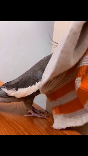 Поем, танцуем 😊