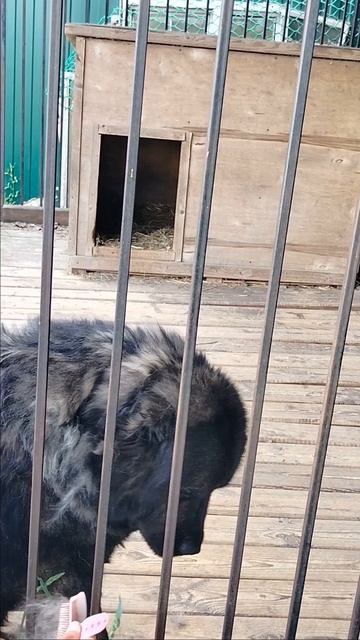 У лучшего грумера