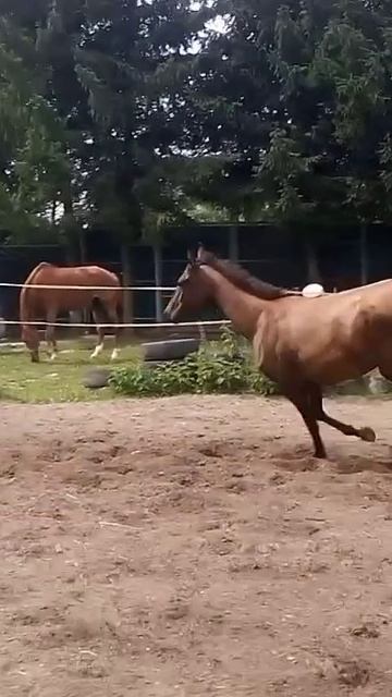 Лошадь на тренировке