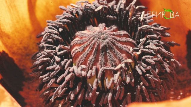 Природа. Мак_12