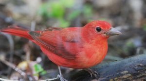 Звук природы. Птицы. Пение птицы Красно-чёрная пиранга на опушке леса