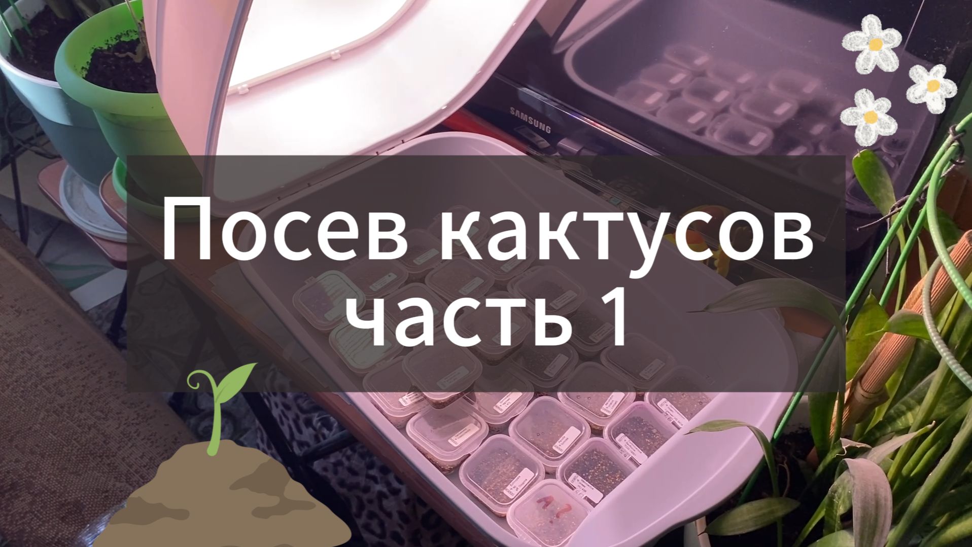 Победили страх перед первым посевом кактусов | Наш простой метод на практике.