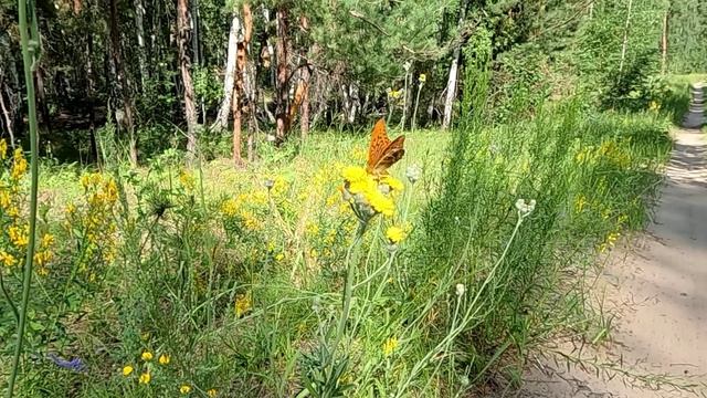 Желтые цветы и бабочка.