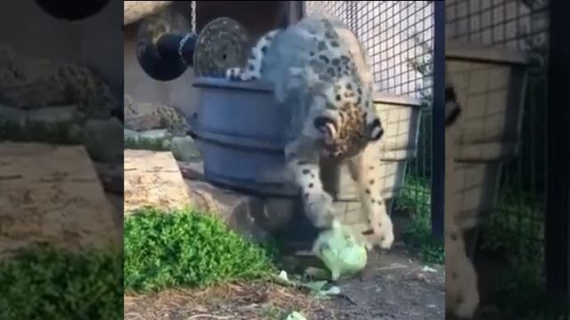 Снежный барс и его злейший естественный враг кочан капусты