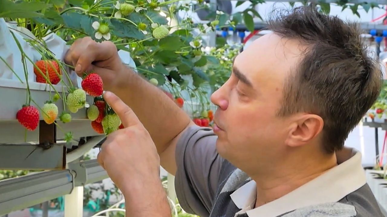 Сладкая клубника даже в лютые морозы: житель Кемеровской области выращивает ягоду круглый год смотреть онлайн