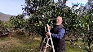 Край, где распускается мимоза, день 9 /Операция "Мандарин"