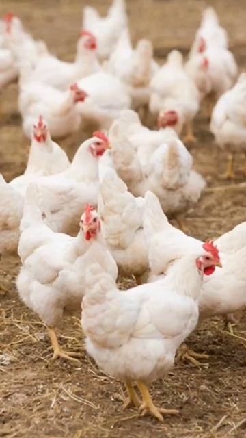 содержание бройлеров