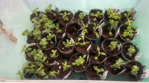 Черенкуем Хризантему Мультифлора для размножения.