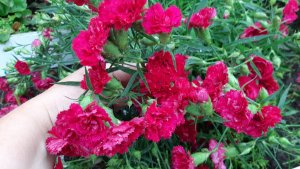 2196.  Посмотрим на черенки гвоздики.