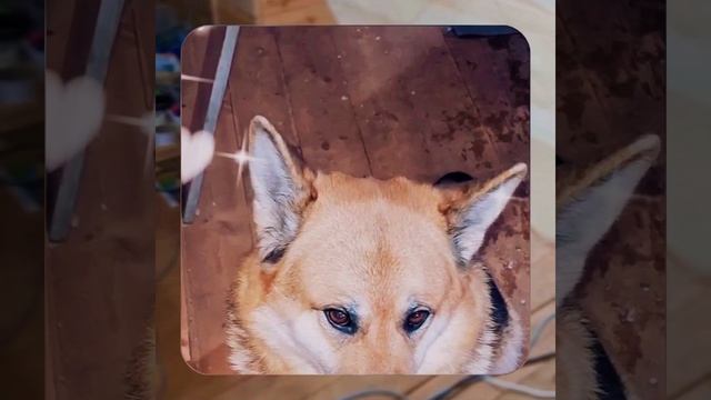 1000048037.mp4 (Собака наблюдает за устройством лестницы на 2 этаж в доме А-фрейм)