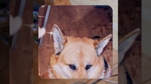 1000048037.mp4 (Собака наблюдает за устройством лестницы на 2 этаж в доме А-фрейм)