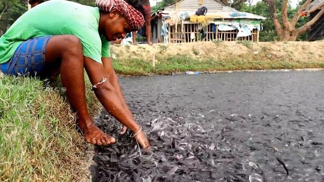 ВЛИЯНИЕ КОРМА НА СОМОВ смотреть онлайн