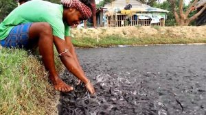 ВЛИЯНИЕ КОРМА НА СОМОВ