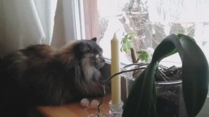 В деревне зима другая! 🛖❄️☃️