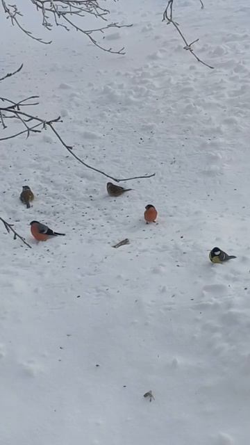 В Москве во двор прилетели красногрудые снегири