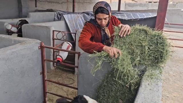 Процесс сборки доильных аппаратов, получение печати генерального директора Тайябой. смотреть онлайн