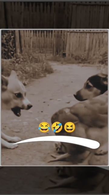 Стой курица 🤣