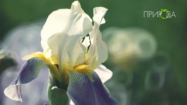 Природа. Ирис 10