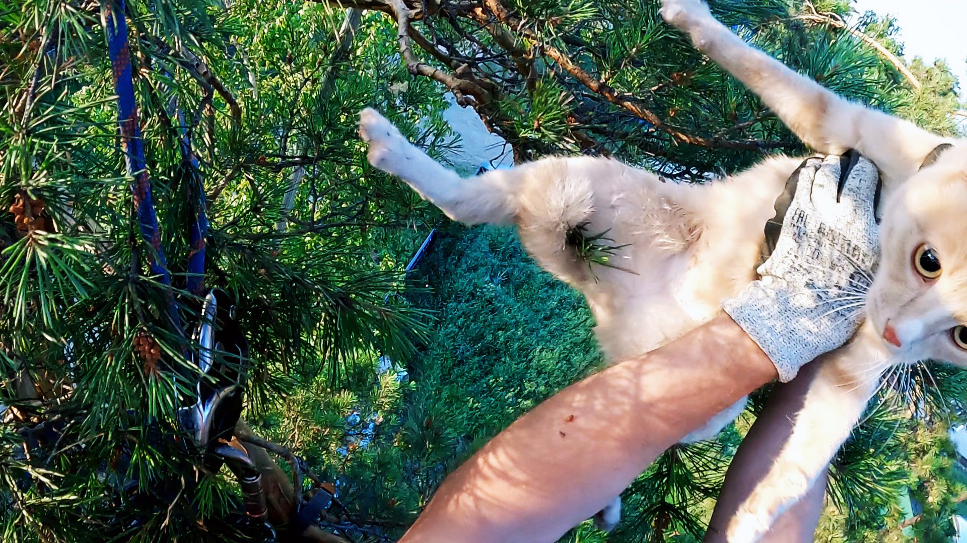 Барон полухвостый