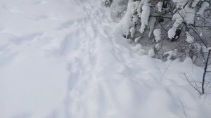 тропы зайцев