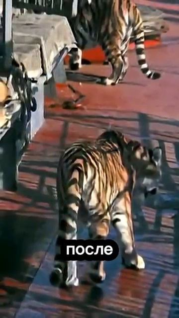 Интересные факты о фильме Полосатый Рейс