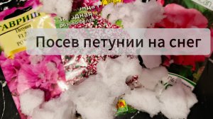 Посев петунии на снег. Выбрала сорта
