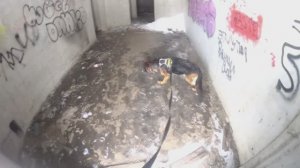 Немецкая овчарка Альба, поиск человека 06.02.2026