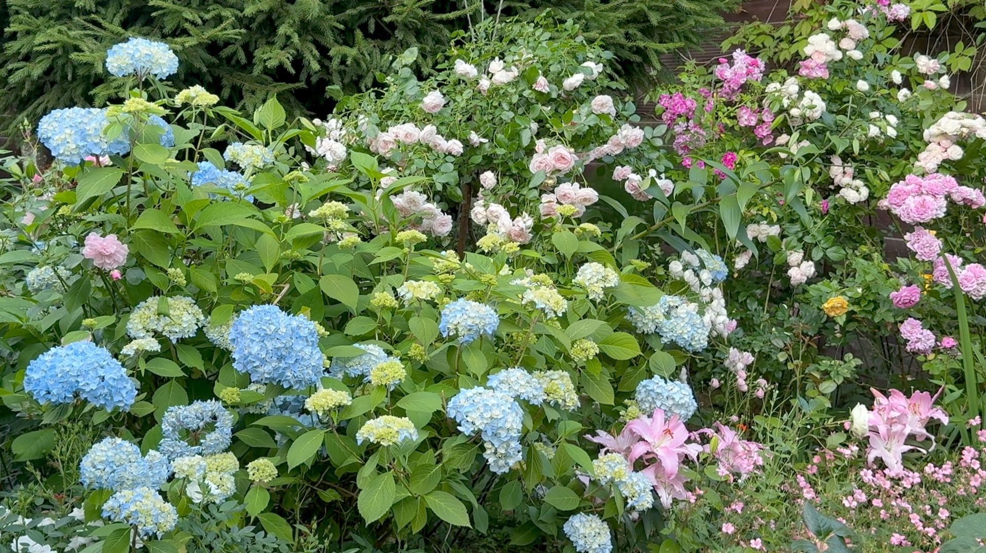 Июль в Саду 25 и 28 июля 2025 смотреть онлайн