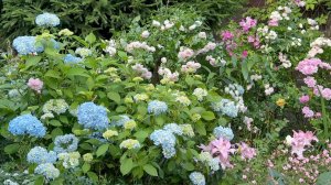 Июль в Саду 25 и 28 июля 2025