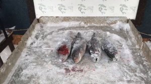 итоговый улов форели