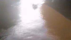 ЧВК не бременские музыканты