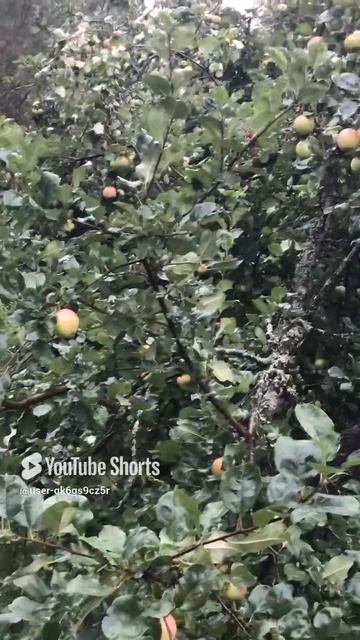 Ленобласть. Хвойное. 02.09.2024. Дача. Урожай яблок на старых деревьях. Гроза, раскаты грома смотреть онлайн