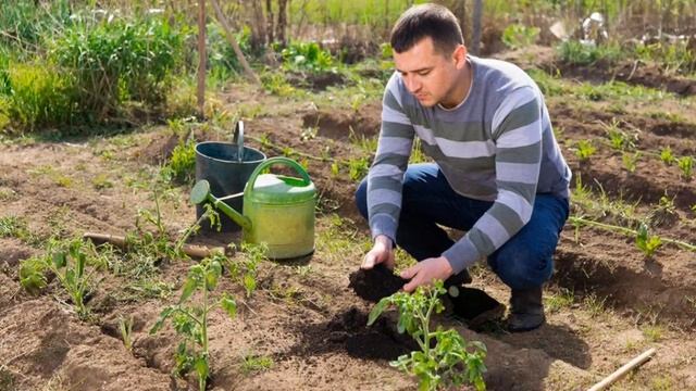 Зола для томатов и огурцов в 100 раз эффективнее химии 🪵🌱🍅🥒 Реальные секреты урожая! ⚡ Зола для томатов и огурцов в 100 раз эффективнее химии 🪵🌱🍅🥒 Реальные секреты урожая! ⚡