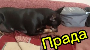 Прада моет лапы😉